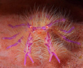Pink squat lobster, tucked into a crevice on the outside of a pink barrel sponge, Komodo, Indonesia. 